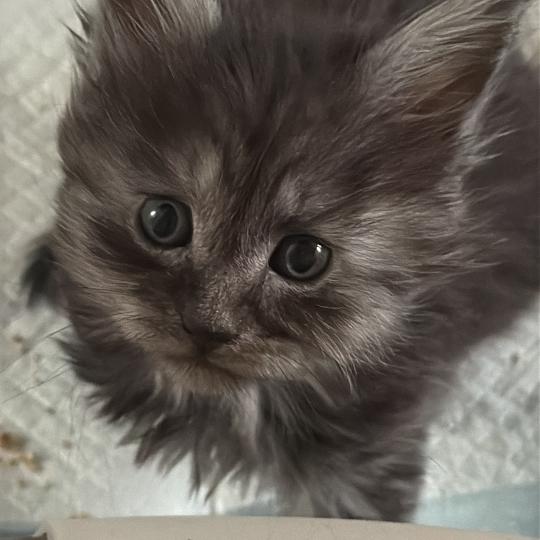 Bora-Bora  Femelle Maine coon