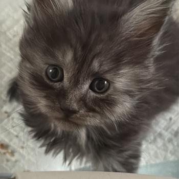 chaton Maine coon black smoke Bora-Bora Les Géants de Yaya