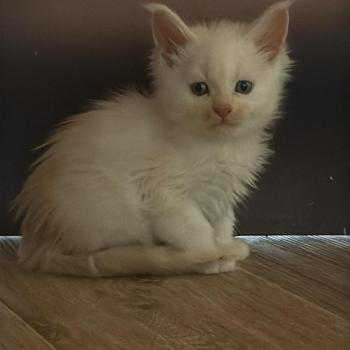 chaton Maine coon black smoke Boréale Les Géants de Yaya