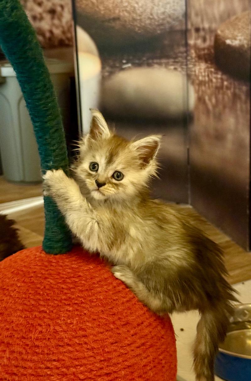 Boréale  Femelle Maine coon