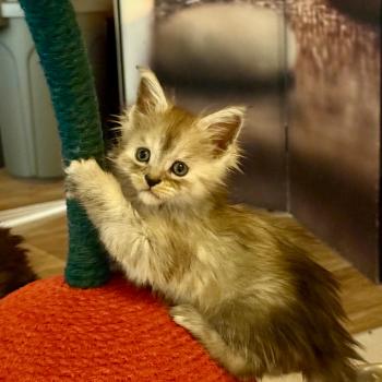 chaton Maine coon black smoke Boréale Les Géants de Yaya