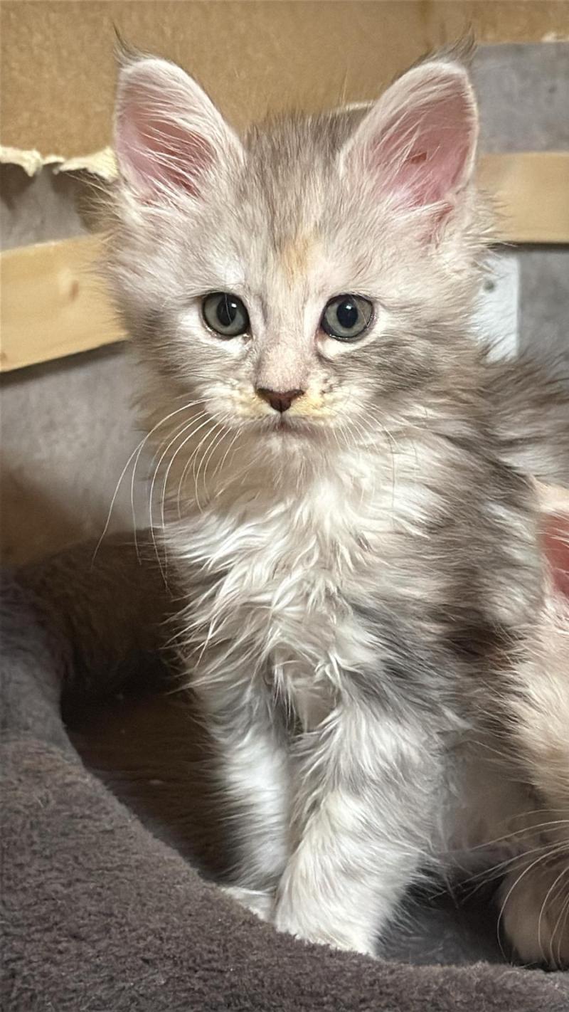 Brynja  Femelle Maine coon