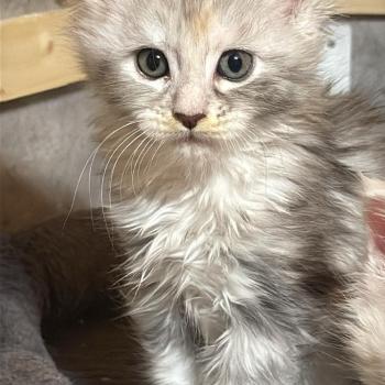 chaton Maine coon black tortie silver ticked tabby Brynja Les Géants de Yaya