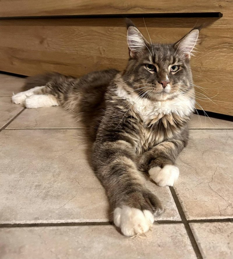 Tiger  Mâle Maine coon polydactyle