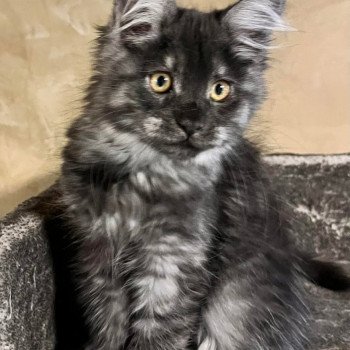 chaton Maine coon black smoke Taha'a Les Géants de Yaya