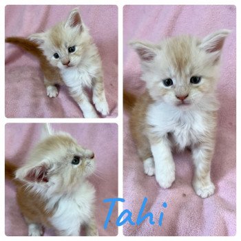 chaton Maine coon red smoke & blanc Tahi Les Géants de Yaya