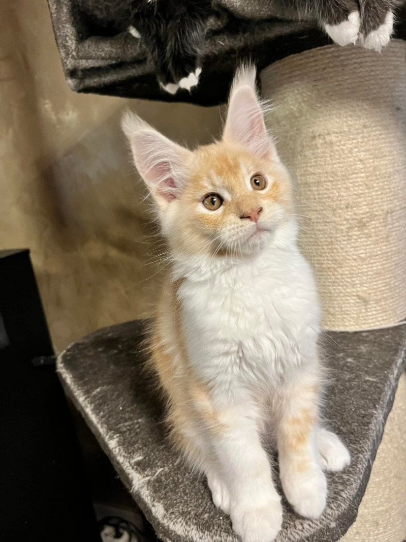 Tahi  Mâle Maine coon