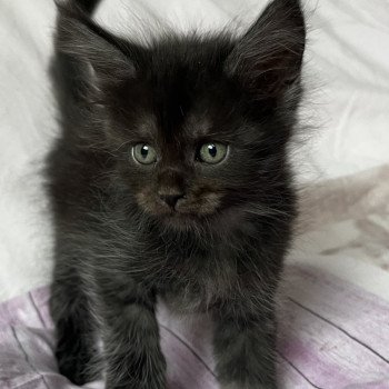 chaton Maine coon black smoke TELLUS Les Géants de Yaya