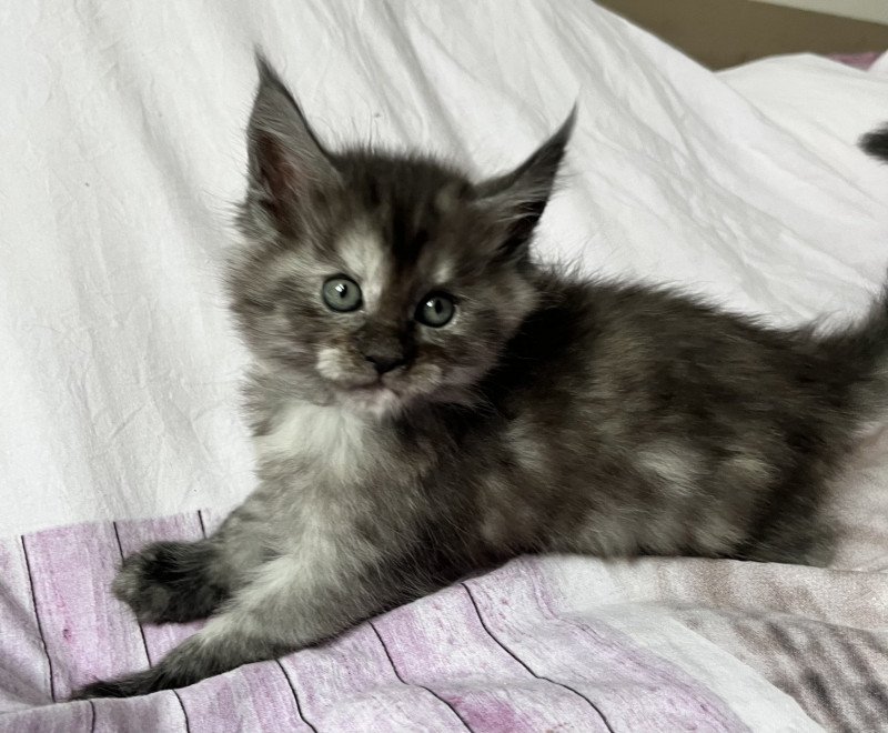 THéSéE  Femelle Maine coon