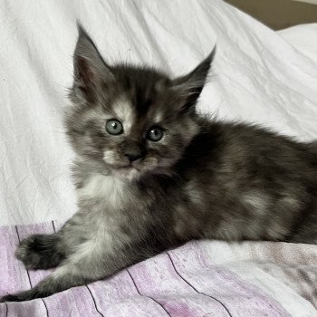 chaton Maine coon black tortie smoke THéSéE Les Géants de Yaya