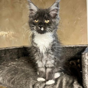 chaton Maine coon black smoke & blanc Tiaré Les Géants de Yaya