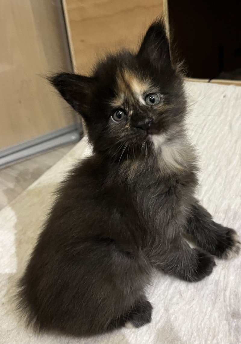 TOKYO  Femelle Maine coon