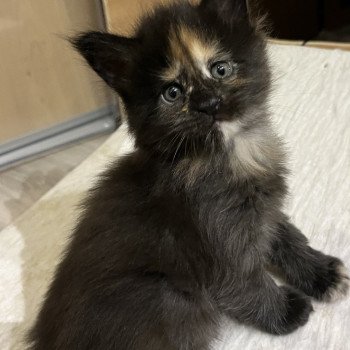 chaton Maine coon black tortie TOKYO Les Géants de Yaya