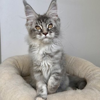 chat Maine coon blue tortie silver blotched tabby Tootsie Les Géants de Yaya