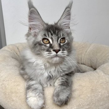 chat Maine coon blue tortie silver blotched tabby Tootsie Les Géants de Yaya