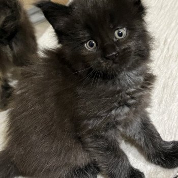 chaton Maine coon black TOTTENHAM Les Géants de Yaya