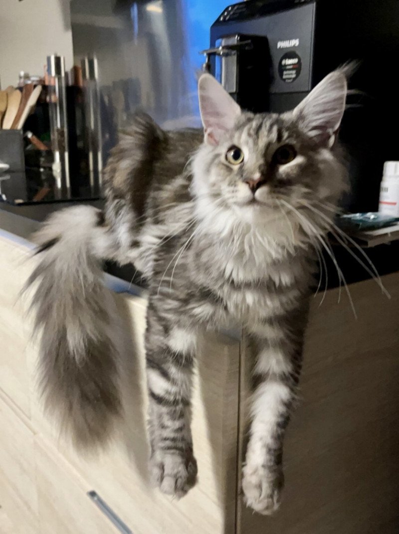 T'Trop Mignonne Femelle Maine coon