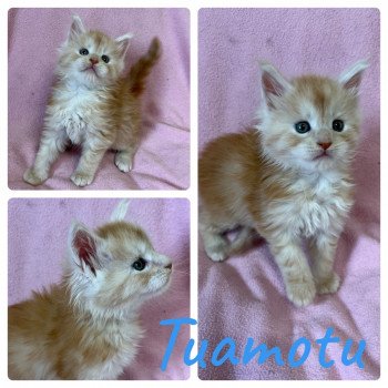 chaton Maine coon red smoke & blanc Tuamotu Les Géants de Yaya