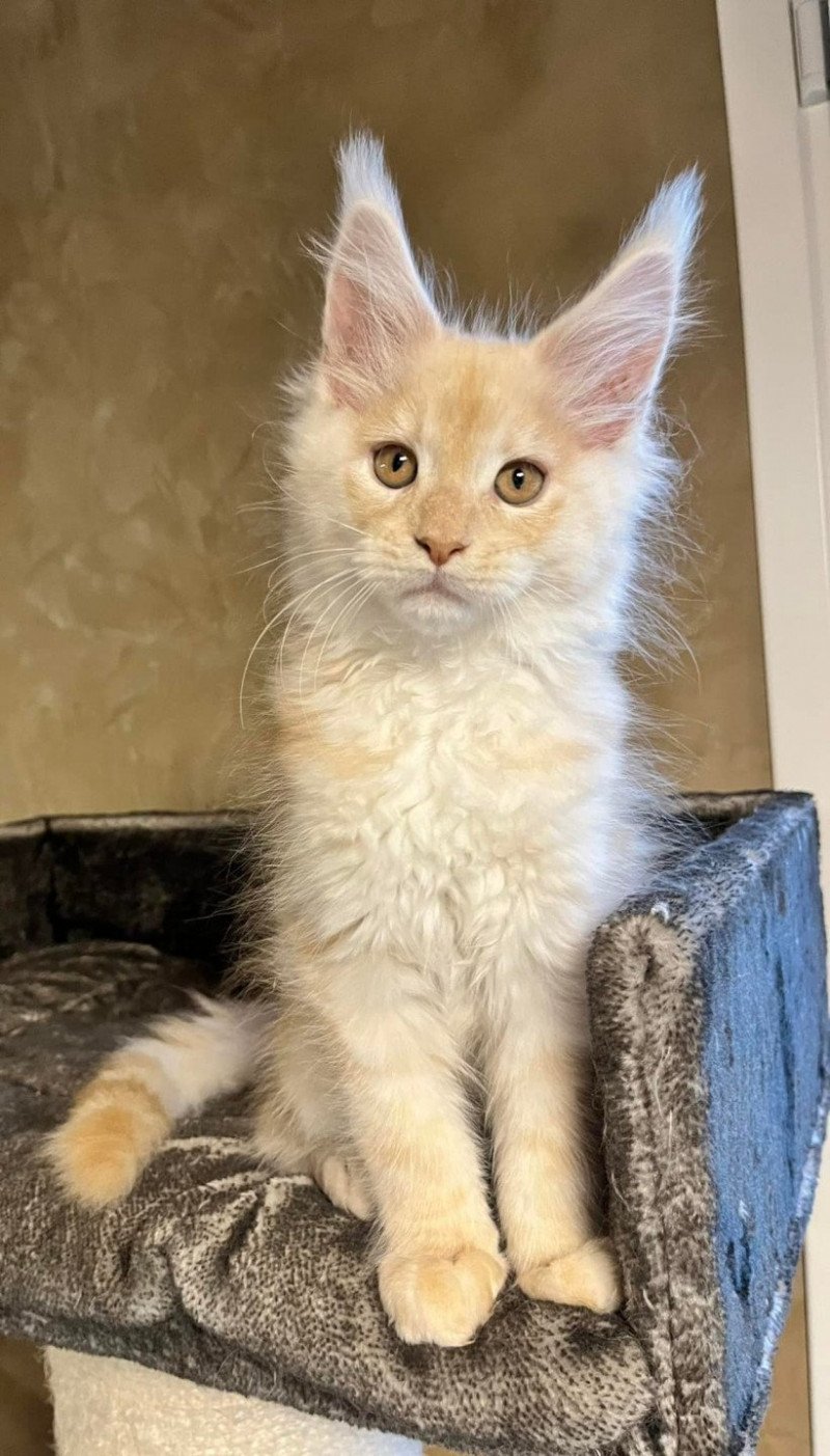 Tuamotu  Mâle Maine coon