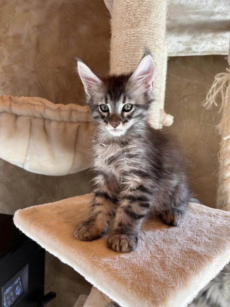 Ugolin  Mâle Maine coon