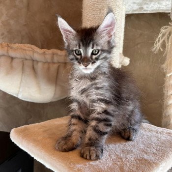 chaton Maine coon black silver mackerel tabby Ugolin Les Géants de Yaya