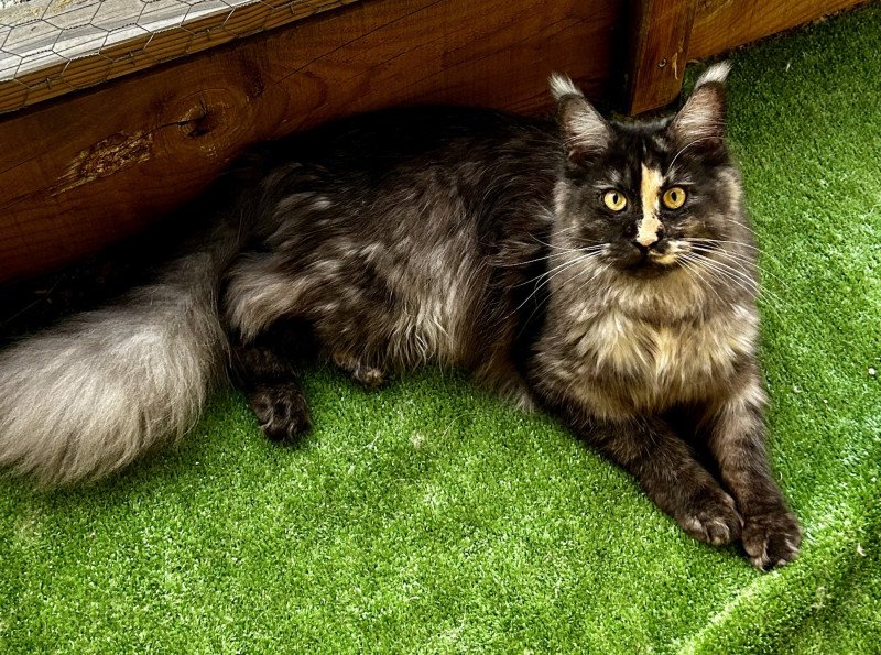 Umbra  Femelle Maine coon