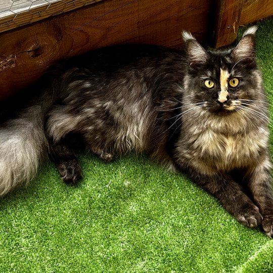 Umbra  Femelle Maine coon