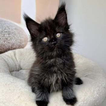 chaton Maine coon black Unda Les Géants de Yaya