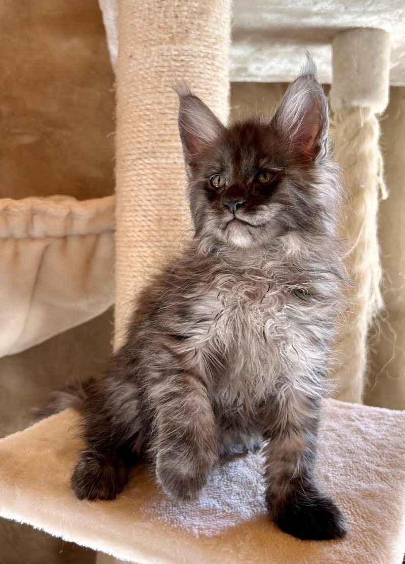 Urias  Mâle Maine coon