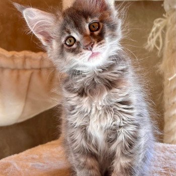 chaton Maine coon blue tortie silver mackerel tabby Ursula Les Géants de Yaya