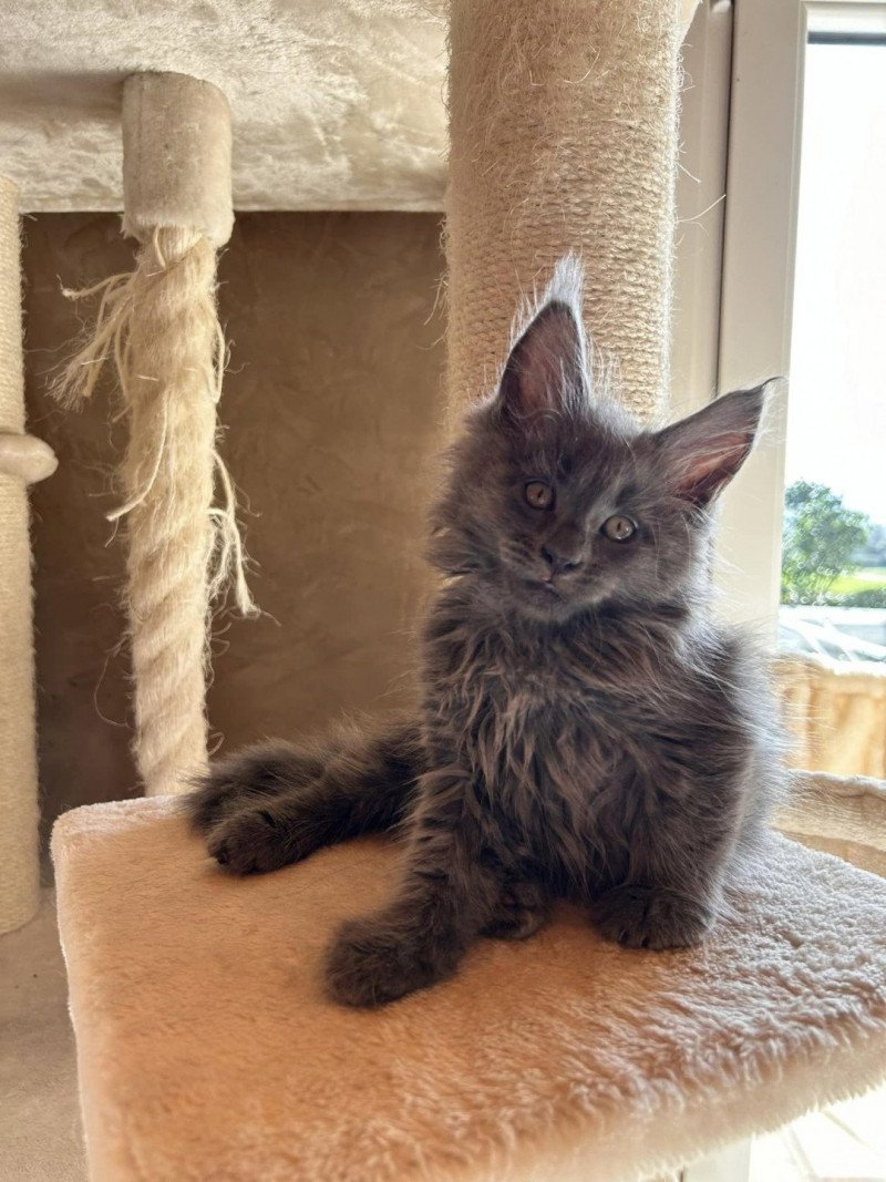 Ursule  Mâle Maine coon