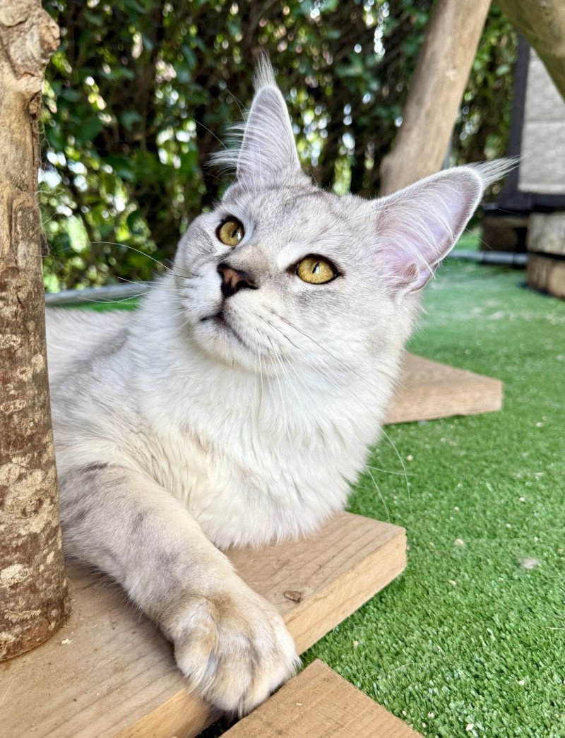 Vangelis Mâle Maine coon