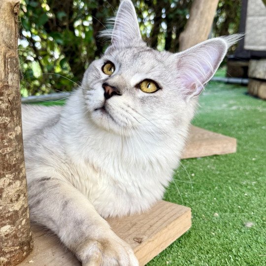Vangelis Mâle Maine coon