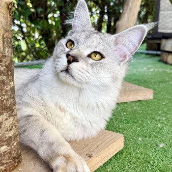 chat Maine coon black silver ticked tabby Vangelis Les Géants de Yaya