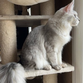 chat Maine coon black silver ticked tabby Vangelis Les Géants de Yaya