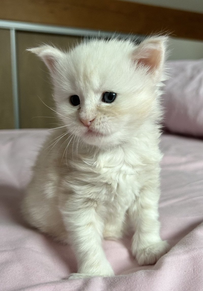 Wardi  Mâle Maine coon