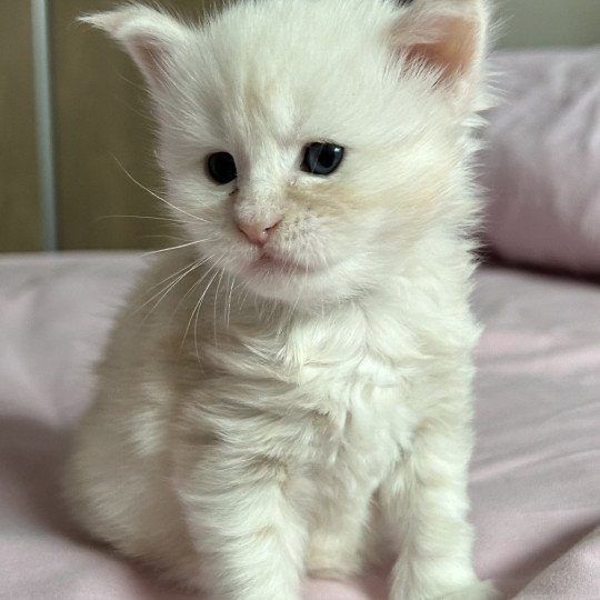 Wardi  Mâle Maine coon