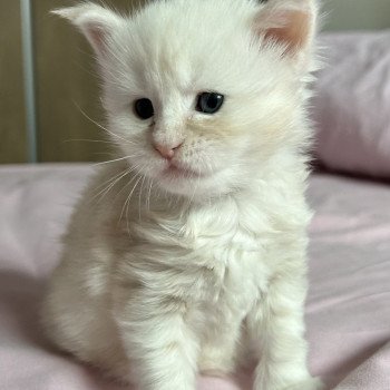 chaton Maine coon cream smoke Wardi Les Géants de Yaya