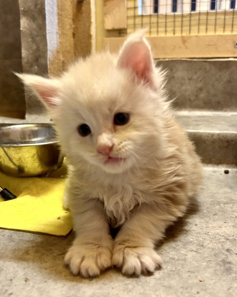 Winnie  Mâle Maine coon