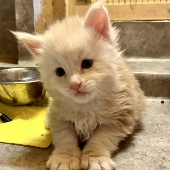 chaton Maine coon red silver mackerel tabby Winnie Les Géants de Yaya