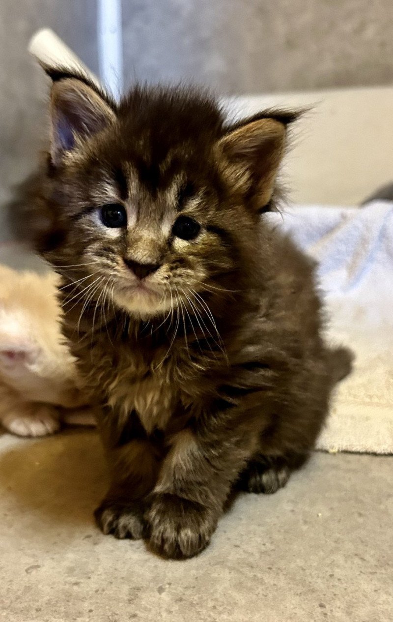 Winston  Mâle Maine coon