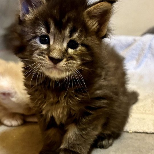 Winston  Mâle Maine coon