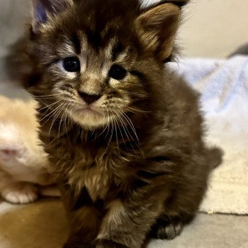 chaton Maine coon chocolate mackerel tabby Winston Les Géants de Yaya