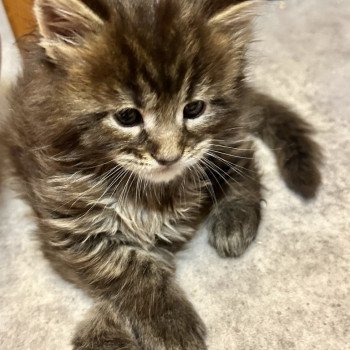 chaton Maine coon chocolate mackerel tabby Woodie Les Géants de Yaya