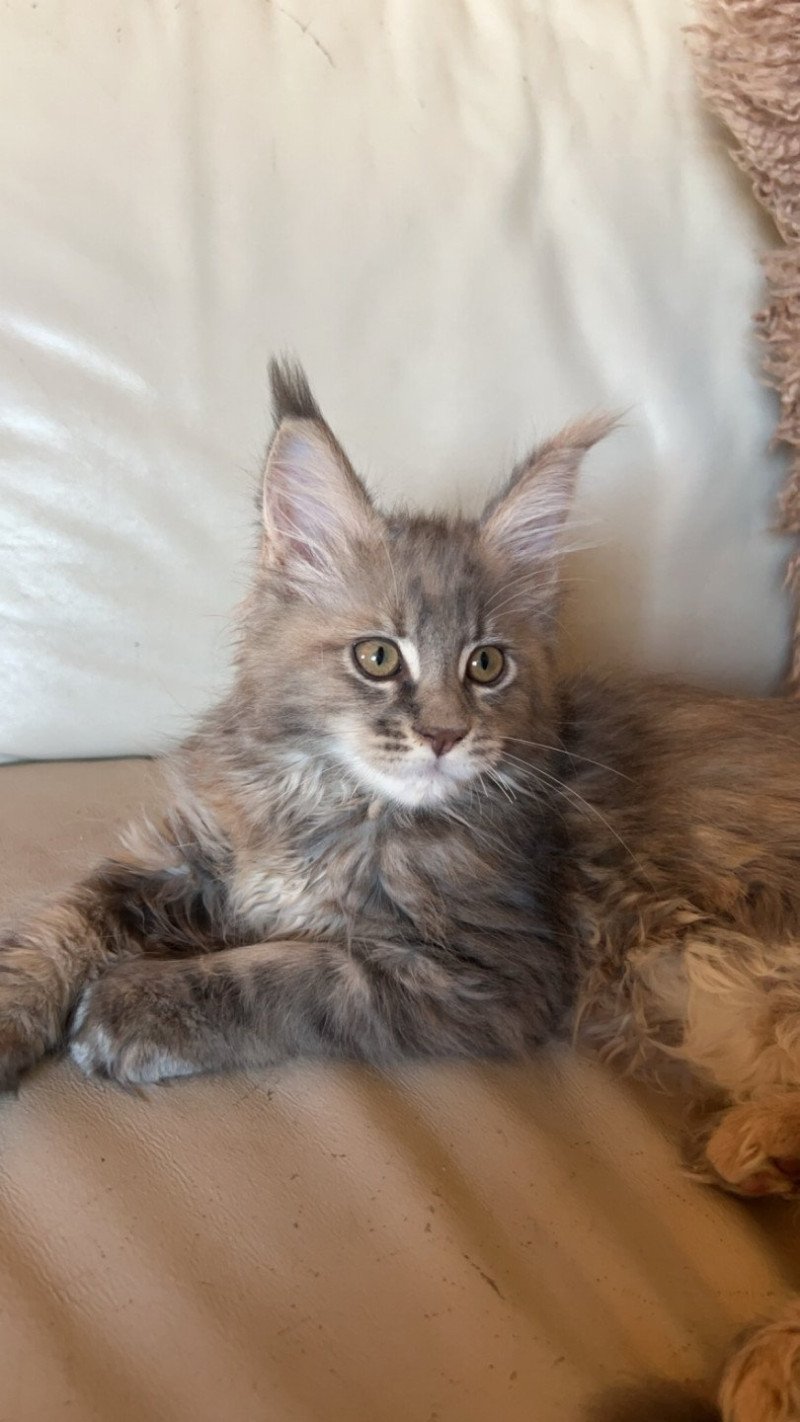 Xénia  Femelle Maine coon