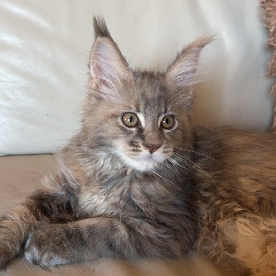 Xénia  Femelle Maine coon