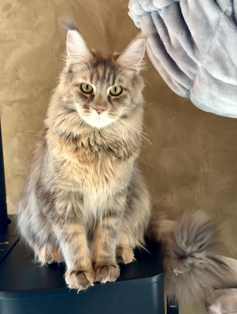 Xénia  Femelle Maine coon