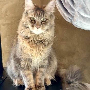 chat Maine coon blue tortie silver blotched tabby Xénia Les Géants de Yaya