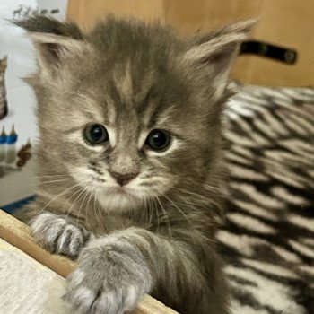 chaton Maine coon blue tortie smoke Xénia Les Géants de Yaya