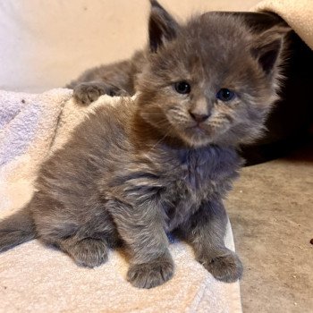 chaton Maine coon blue smoke Zaza Les Géants de Yaya